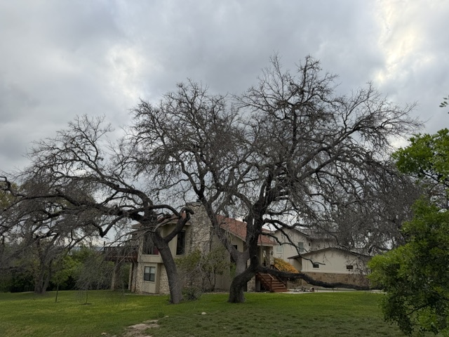 Residential live oak showing canopy decline beside a house