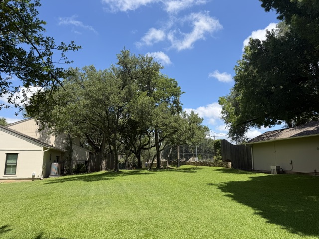 An Austin backyard live oak in full, healthy green canopy