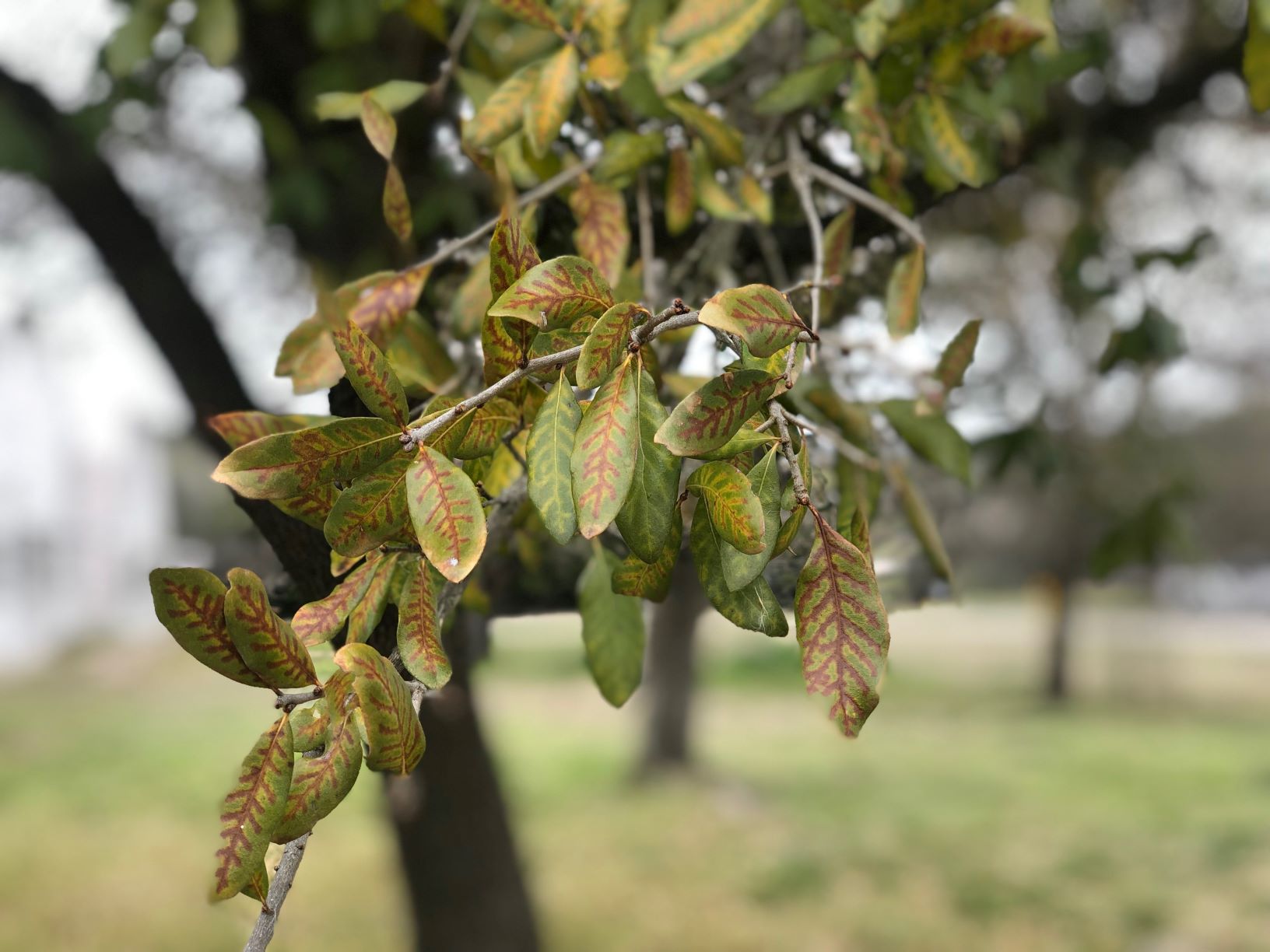 Live oak leaf showing veinal chlorosis associated with oak wilt